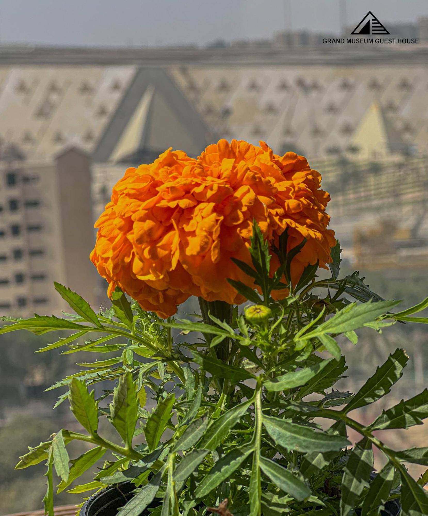 Grand Museum & Pyramids View Hotel Kafr Ghatati Luaran gambar